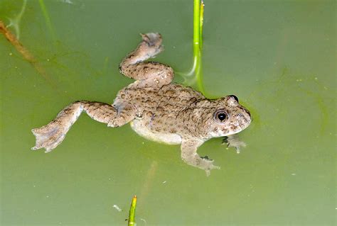 Bombina variegata - Monaco Nature Encyclopedia