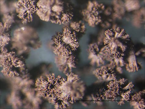 Aspergillus niger | Institut national de santé publique du Québec