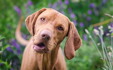 Vizsla Training Guide: Recommended Cues, Timelines, and More - A-Z Animals