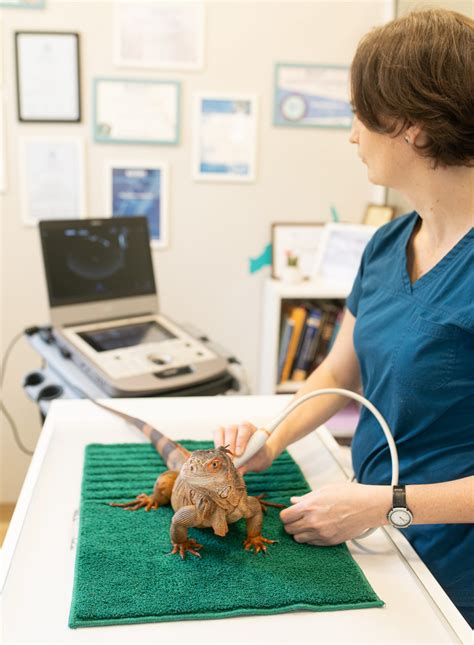 Exotic Vet Dr Melinda de Mul