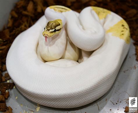 proven breeder pastel fire pied ball python  showcase serpents