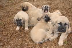 Kangal Dog Dog Breeders