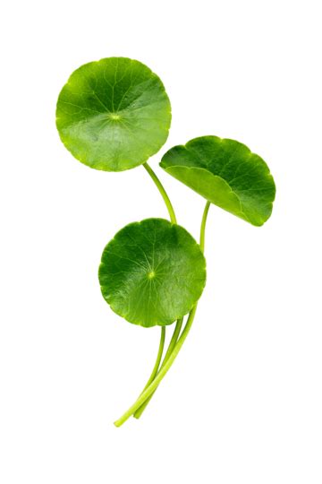 Centella Asiatica Leaves Isolated On White Background Ayurveda ...