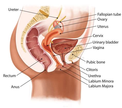 Por Onde Sai A Urina Feminina - Female urinary system stock illustration. Illustration of section ...