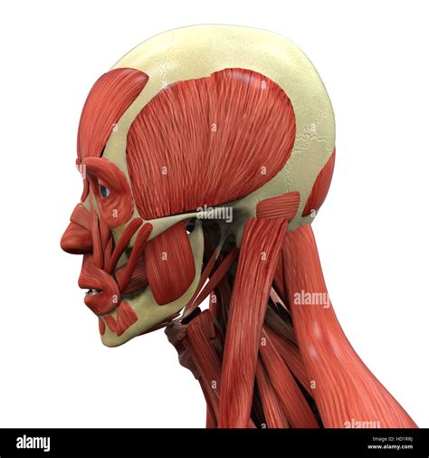 human face anatomy stock photo alamy