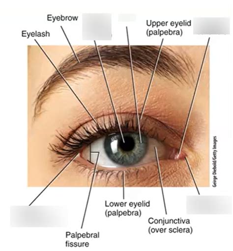 Accessory structures of eye Diagram | Quizlet