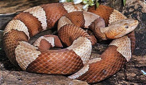 Learn to Recognize Venomous Snakes | Snake venom, Snake, Poisonous snakes