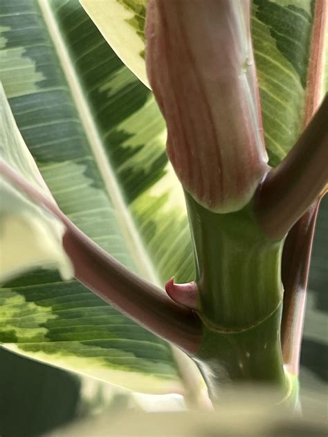 how to prune a rubber tree 6