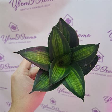 Сансевиерия Хани Жаде /Sansevieria Hahnii Jade - Цветоохота - цветы в ...