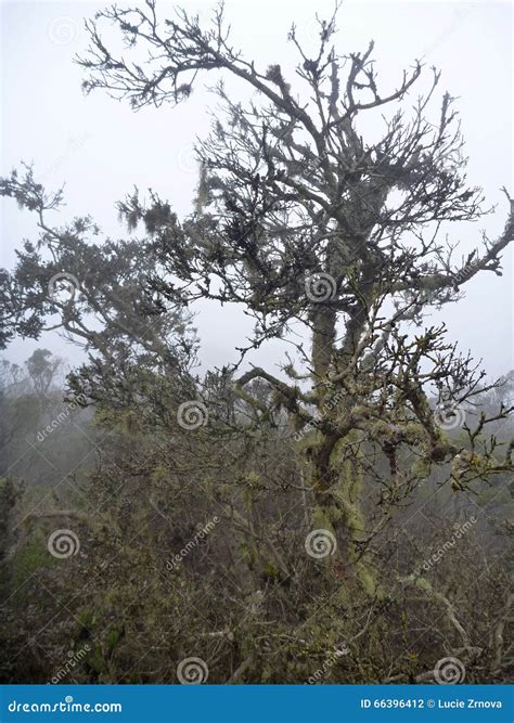 Misty Wet Forest Bosque Fray Jorge in Chile Stock Photo - Image of