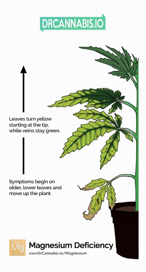 Cannabis Magnesium Deficiency Pics & Chart by DRCANNABIS.IO