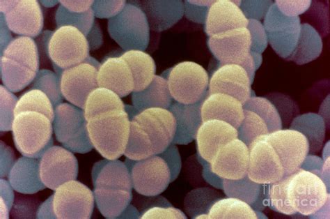 Enterococcus Faecium, Sem Photograph by Scimat | Pixels