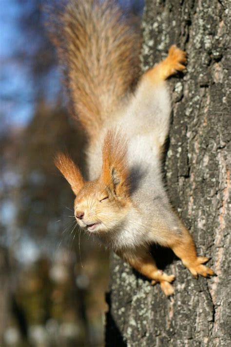 Pin by Роман Корольков on Белочки. | Albino animals, Cute squirrel ...