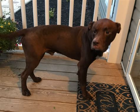 Lab Pitbull Mix Puppy Brown