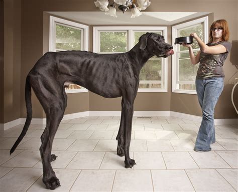 Winter, Dogs, Great Dane, Snow, HD Wallpaper | Rare Gallery