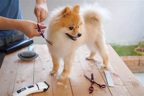 Pomeranian Care Guide | Brooklyn Pet Spa