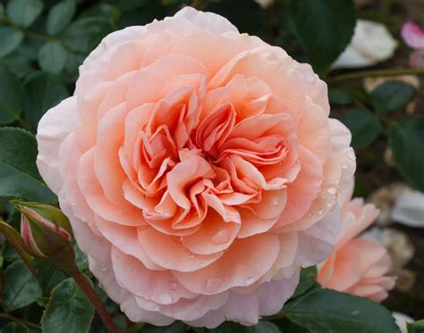 rose anitas ft weeper   plants