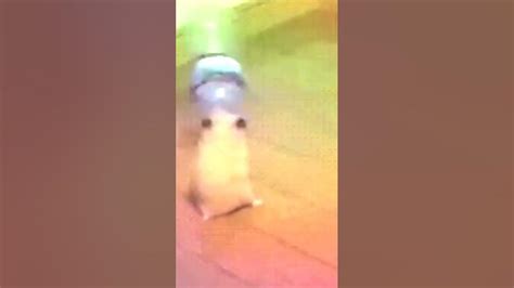 хомяк 🐹🐹 - YouTube