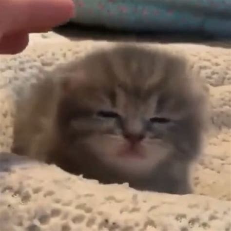 сонный котик | Cute cats and dogs, Cute cats, Cute cat memes