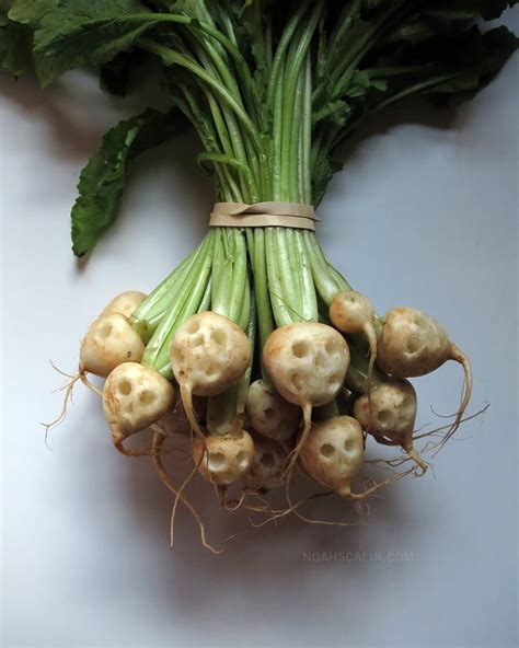 Turnip Skull II
