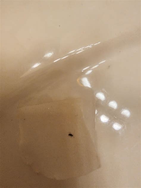 Is this carpet bettle larvae : r/carpetbeetles
