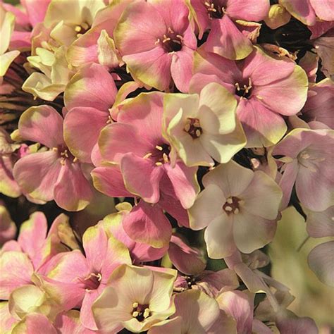 Phlox – Sherbet Blend | Dahlia Barn