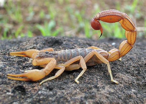 Scorpion - Wikipedia