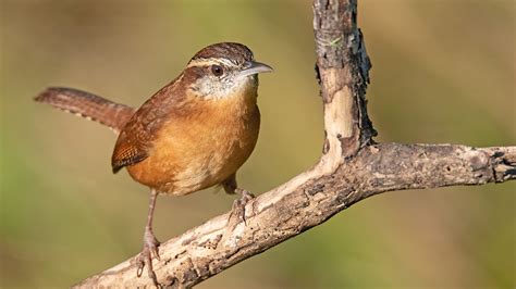10 most common birds in Florida backyards