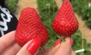Клубника Петалума: описание сорта, фото, отзывы садоводов