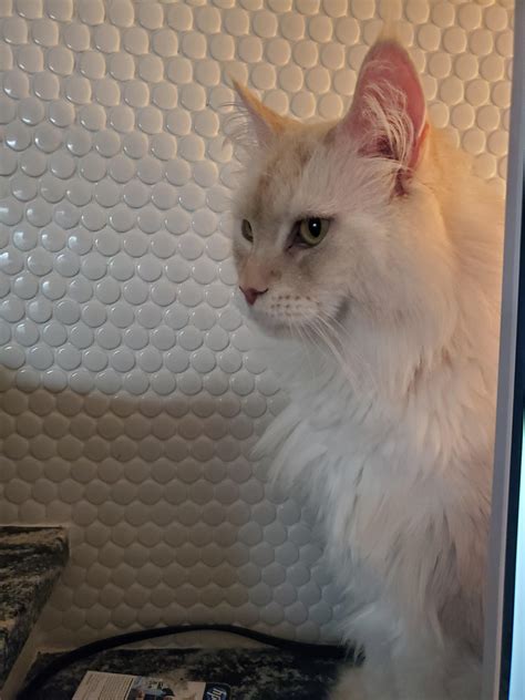 Maine craiglist deals are helping locals save thousands this month 11