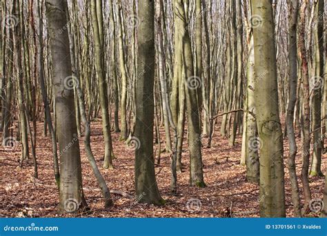 Dry forest stock image. Image of trunks, vertical, tree - 13701561