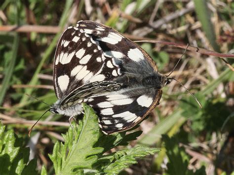 Marbled White | Dorset Butterflies