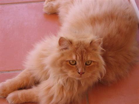 Details 100+ como hacer peinado de gato - Abzlocal.mx