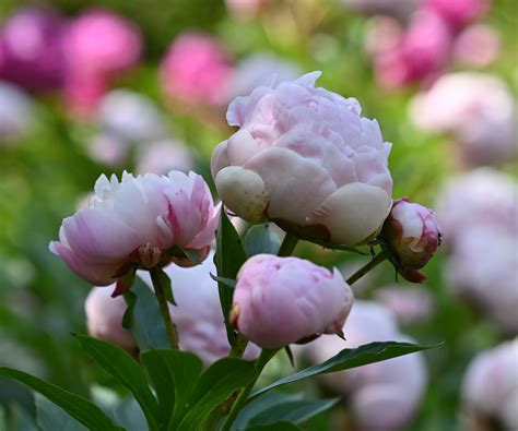 How to prune peonies – know the right techniques…