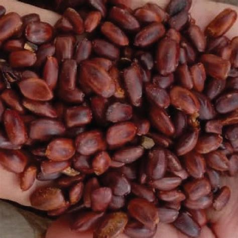 trembesi cv plantamor