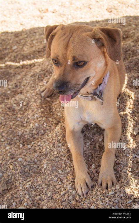 Small brown dog Stock Photo - Alamy