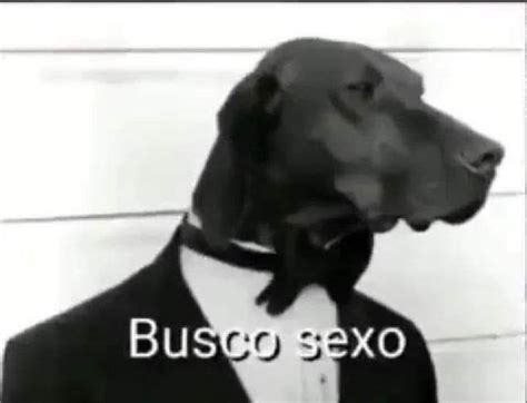 Cachorro Busco Sexo