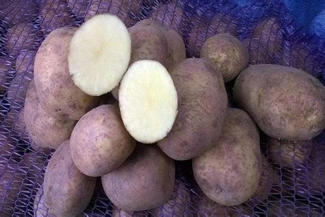 Картофель венета: описание сорта, фото, отзывы, сроки созревания