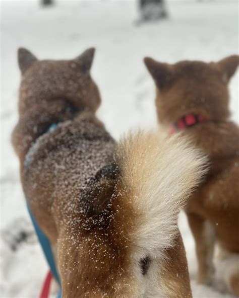 Обичате ли понички с пудра захар? Ваш 💙 куч 🐕, Широ #широ #аяна # ...