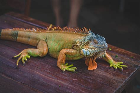 What Industry Insiders Are Saying About List Crawlers Alligator Image 13