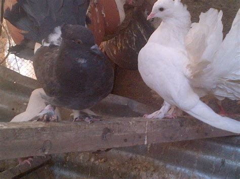 Exotic Pigeon Breeders - Agriculture - Nigeria