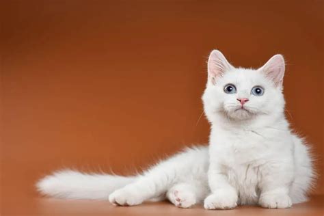 Munchkin Cat: Overview, Characteristics, and Care Tips - Pets Nurturing