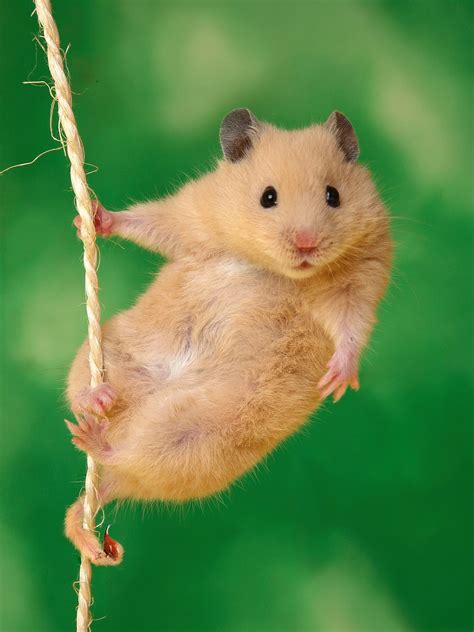 222+ Hình ảnh chuột Hamster cute, dễ thương và ngộ nghĩnh