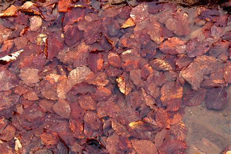 Hojas Rojas De Colores - Foto gratis en Pixabay - Pixabay