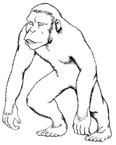 Ape Sketch at PaintingValley.com | Explore collection of Ape Sketch