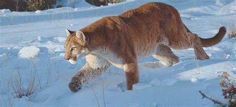 Daniel Smith | Wildlife Realism Paintings - American Artist