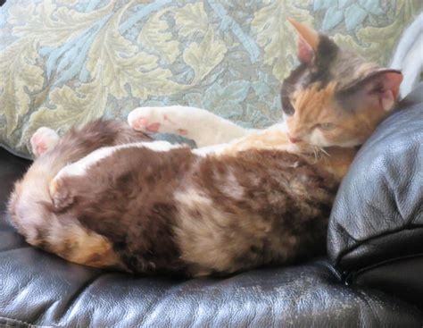 solve  resting jigsaw puzzle    pieces