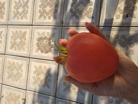 Томат Абаканский розовый: описание сорта, ОТЗЫВЫ (47), фото | tomatland.ru