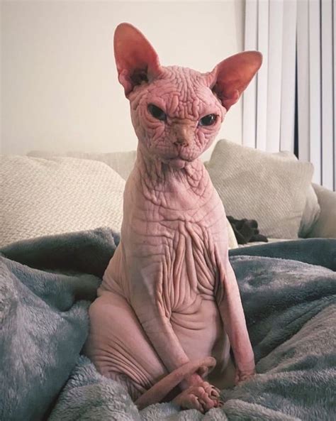 Pisicile Sphynx sunt surprinzător de dulci și drăgălașe