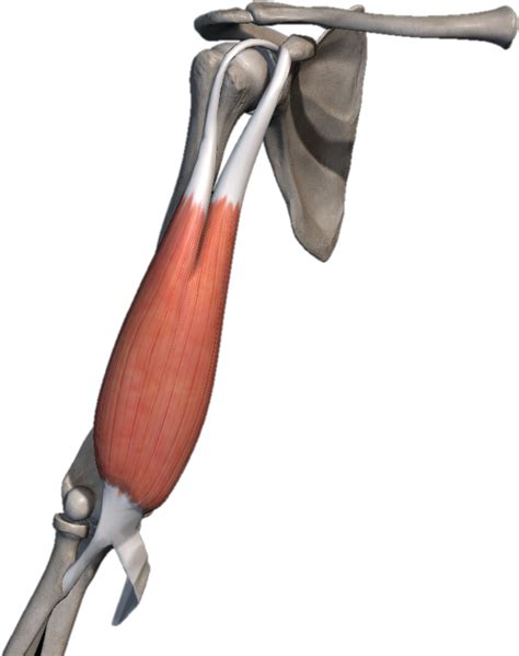 Biceps Braquial Anatomia Papel E Caneta - vrogue.co